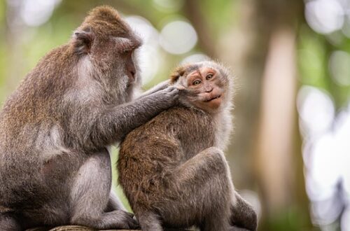 Sådan får du et skinnende rent hjem på under en time