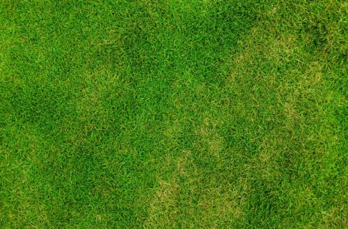 Tørketolerante græssorter: Hvordan de kan spare dig for tid og vand